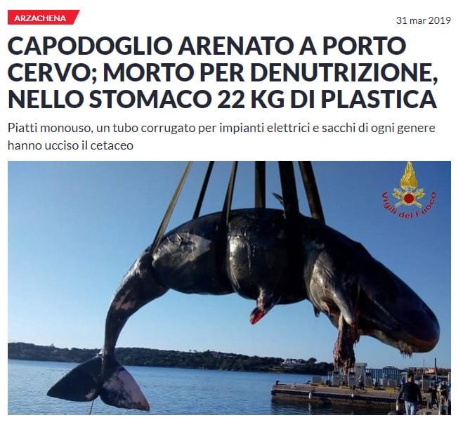 Cetacean dead of starvation. He had 22 kg of plastic waste in his stomach